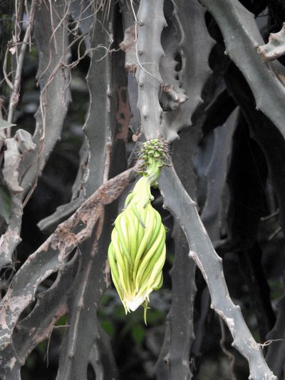 Selenicereus setaceus, photographed by Naturalist Tours