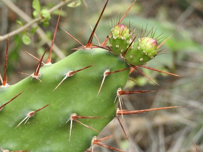 Opuntia anacantha, photographed by Naturalist Tours