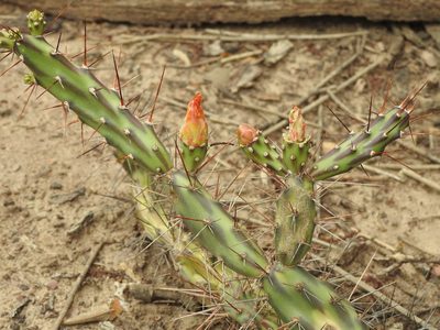 Opuntia anacantha, photographed by Naturalist Tours