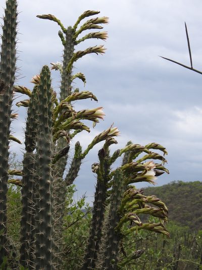 Harrisia tetracantha, photographed by Naturalist Tours