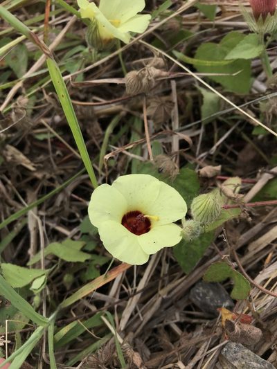 Pavonia cancellata, photographed by ldgc