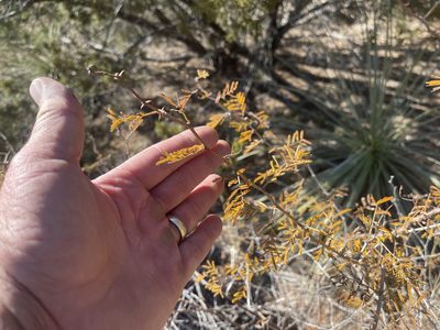 Mimosa aculeaticarpa, photographed by CK2AZ
