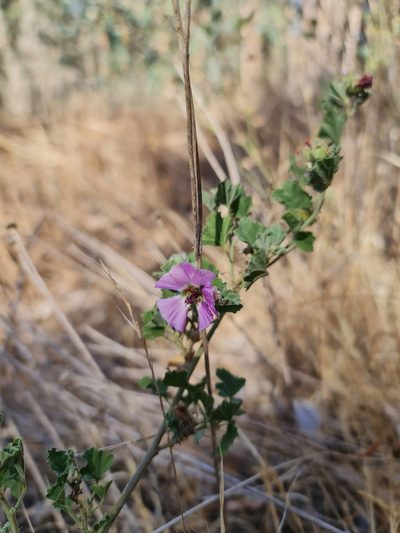 Sphaeralcea obtusiloba, photographed by Javier Conejeros Gastó
