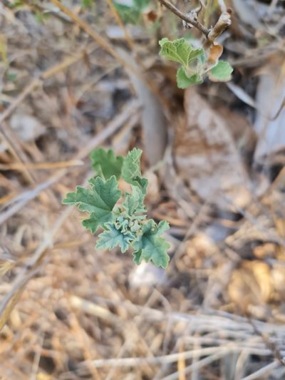 Sphaeralcea obtusiloba, photographed by Javier Conejeros Gastó