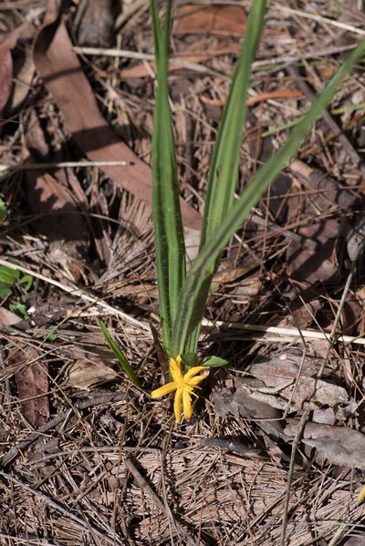 Curculigo ensifolia, photographed by Bruce Cathie