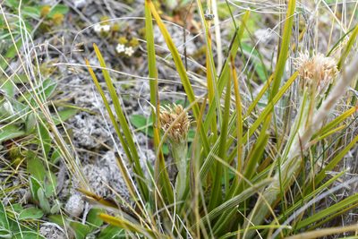 Celmisia lyallii, photographed by Max Tweddell