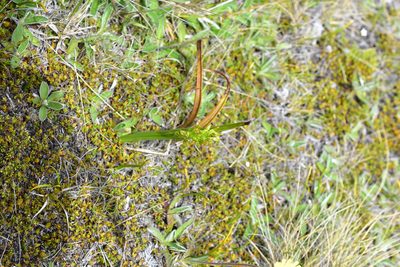 Prasophyllum colensoi, photographed by Max Tweddell