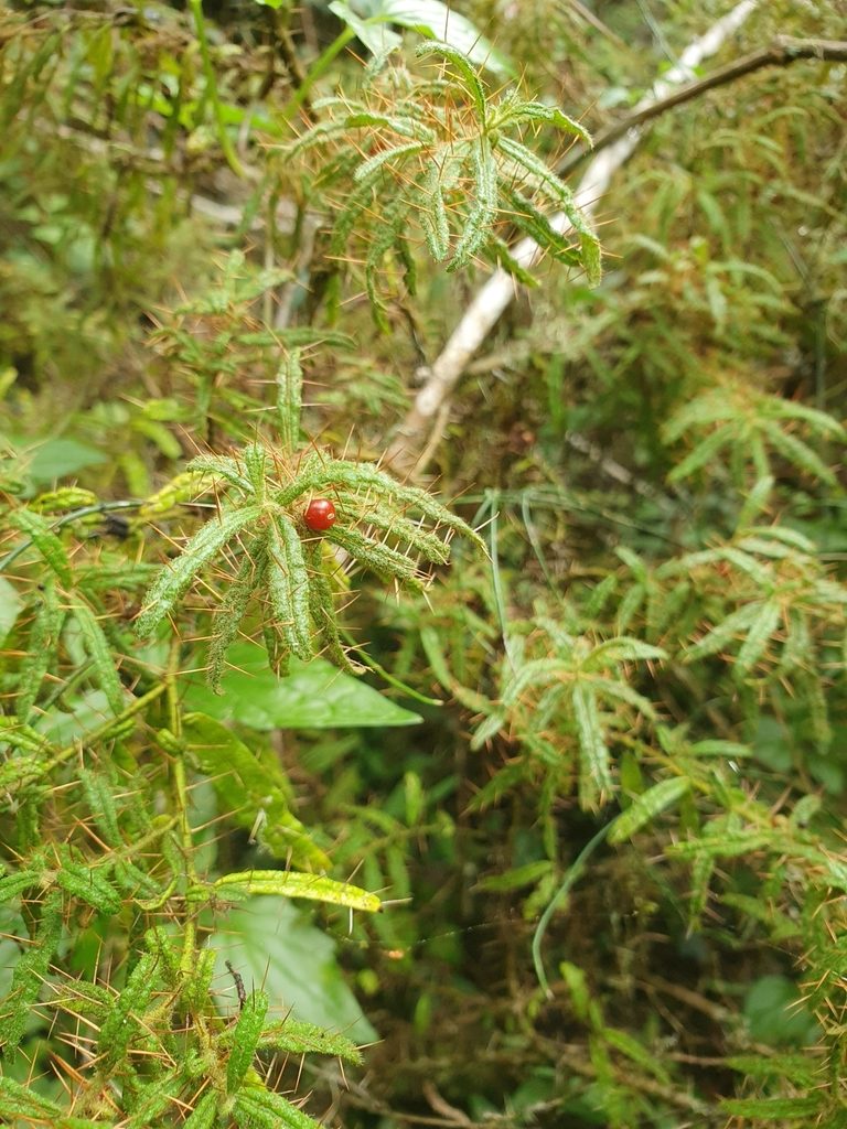Solanum polyacanthos, photographed by Yolanda M. Leon