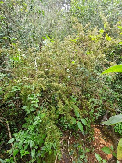 Solanum polyacanthos, photographed by Yolanda M. Leon