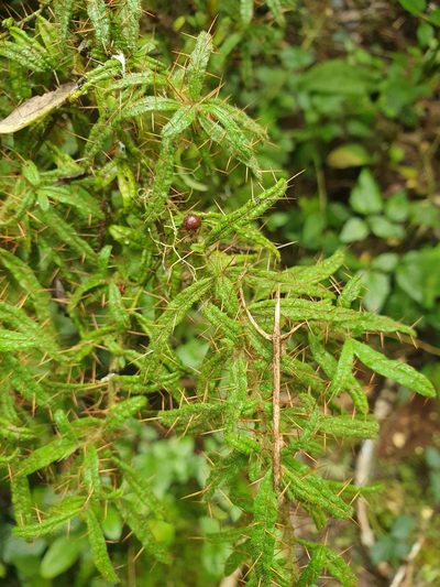 Solanum polyacanthos, photographed by Yolanda M. Leon