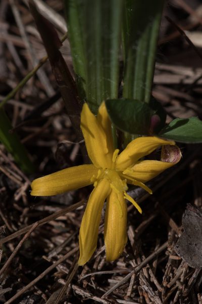 Curculigo ensifolia, photographed by Bruce Cathie