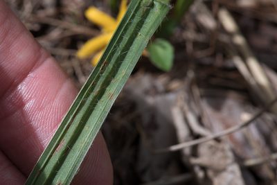 Curculigo ensifolia, photographed by Bruce Cathie
