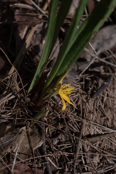 Curculigo ensifolia, photographed by Bruce Cathie