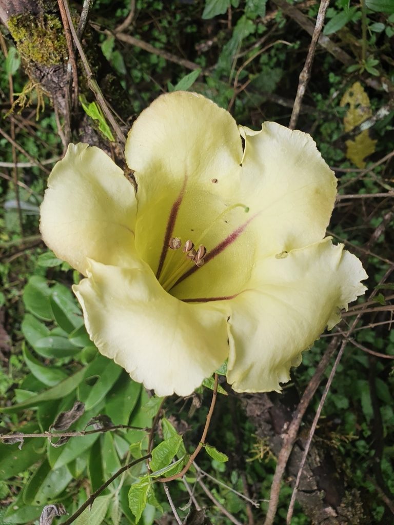 Solandra longiflora, photographed by Yolanda M. Leon