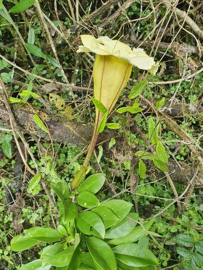Solandra longiflora, photographed by Yolanda M. Leon
