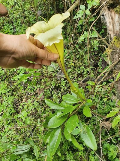 Solandra longiflora, photographed by Yolanda M. Leon