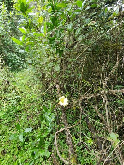 Solandra longiflora, photographed by Yolanda M. Leon