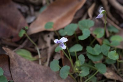 Viola banksii, photographed by Bruce Cathie