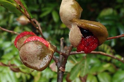 Alectryon excelsus, photographed by Duncan Cunningham