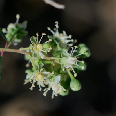 Stegnosperma halimifolium, photographed by Bill Levine