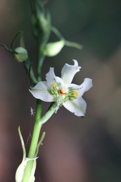 Gavilea araucana, photographed by nitsuga74