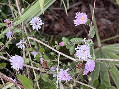 Ampelaster carolinianus, photographed by Matt Neidert