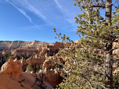 Pinus flexilis, photographed by Caleb Catto