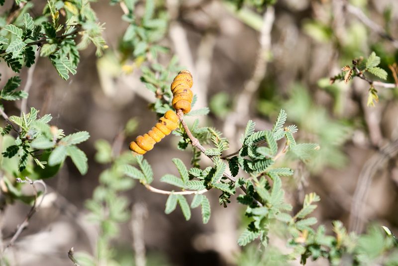Strombocarpa cinerascens, photographed by Tom Field