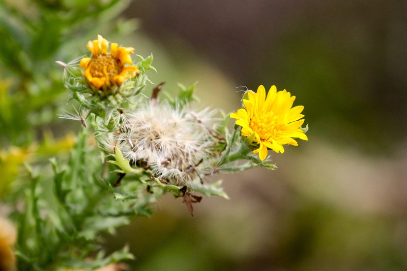Rayjacksonia phyllocephala, photographed by Tom Field