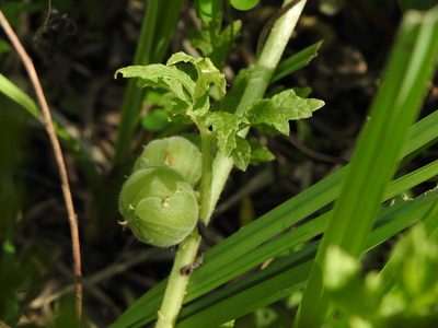 Blumenbachia latifolia, photographed by Leonel Roget