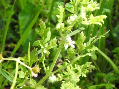 Blumenbachia latifolia, photographed by Leonel Roget