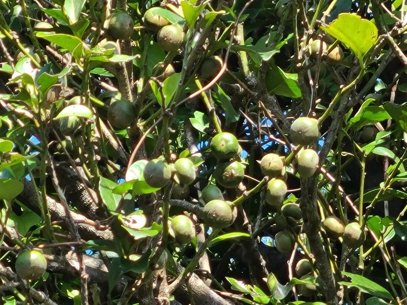 Diospyros maritima, photographed by Victor Chen
