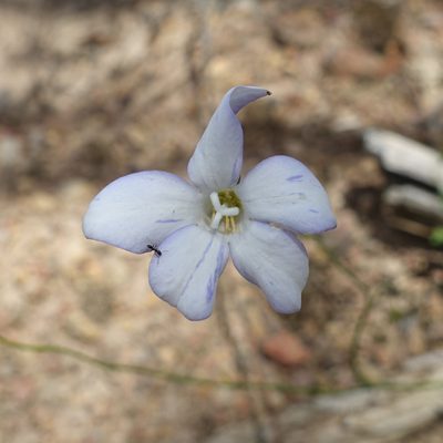 Wahlenbergia stricta, photographed by yatesy