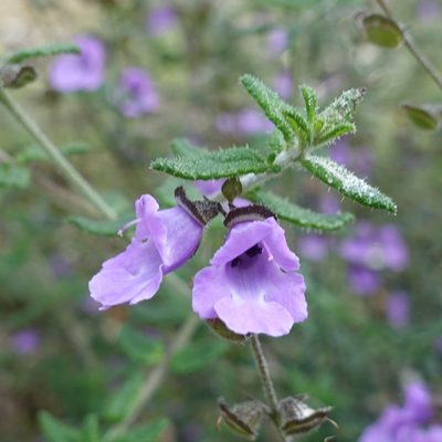 Prostanthera hirtula, photographed by yatesy
