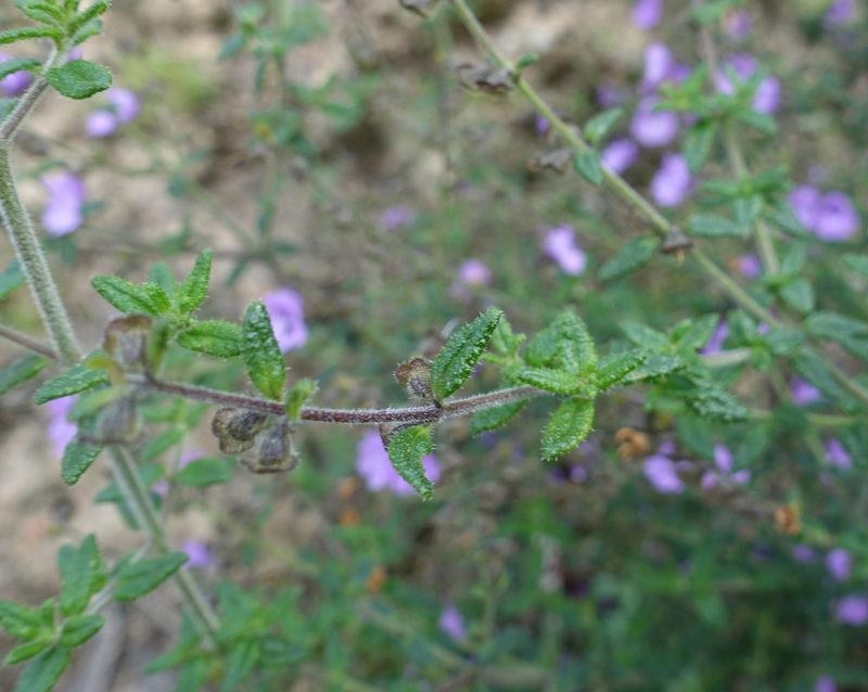 Prostanthera hirtula, photographed by yatesy