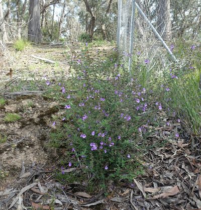 Prostanthera hirtula, photographed by yatesy