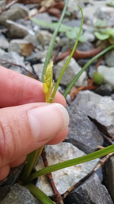 Bulbinella modesta, photographed by Danielle Munster