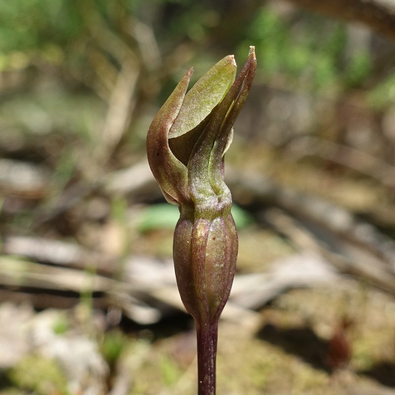 Chiloglottis valida, photographed by yatesy