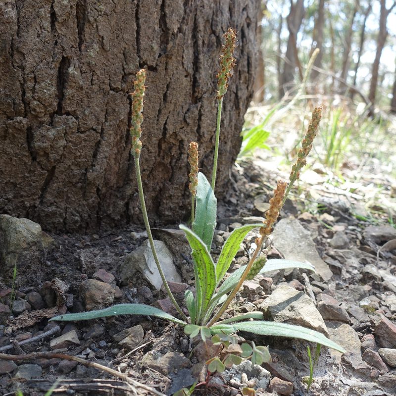 Plantago varia, photographed by yatesy