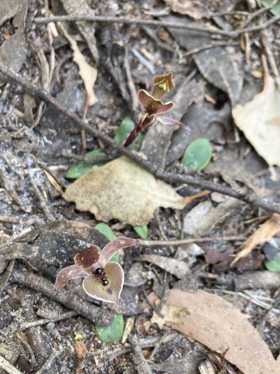Chiloglottis gunnii, photographed by krumpianking