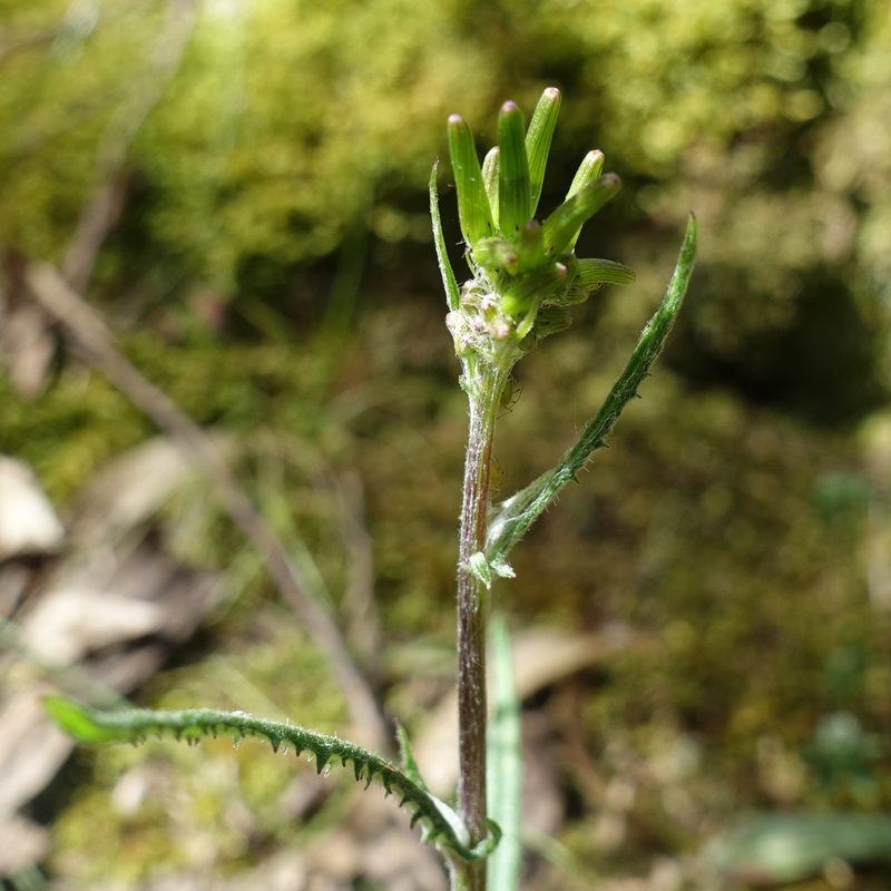 Senecio prenanthoides, photographed by yatesy