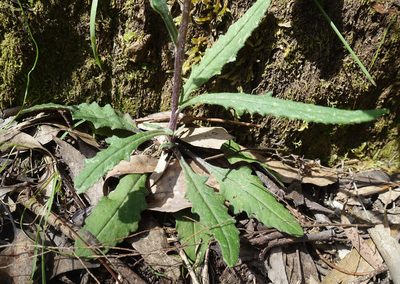 Senecio prenanthoides, photographed by yatesy