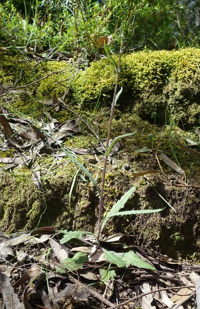 Senecio prenanthoides, photographed by yatesy