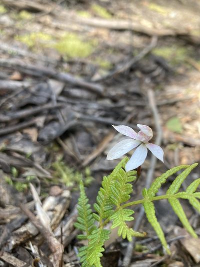 Caladenia cracens, photographed by krumpianking