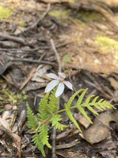 Caladenia cracens, photographed by krumpianking