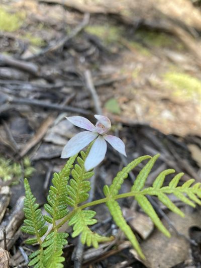 Caladenia cracens, photographed by krumpianking