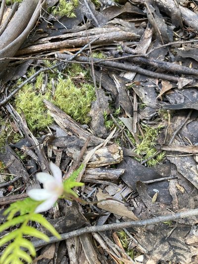 Caladenia cracens, photographed by krumpianking
