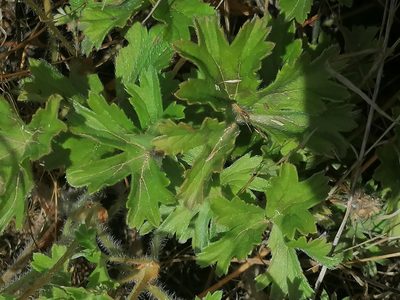 Pelargonium alchemilloides, photographed by flamelily