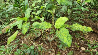 Dieffenbachia seguine, photographed by Cheongweei Gan