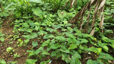 Syngonium podophyllum, photographed by Cheongweei Gan